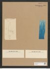 Plagiotropis mediterranea Grun. (de-Toni-Nr.: Genus 30, Species 1365) Zeichnungen Sammlung Grunow Nr. 2484 (NHMW-BOT-W0369802)